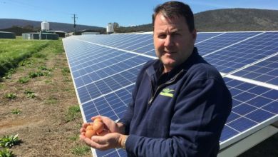Photo of بالأرقام.. تكلفة الكهرباء تقود تحوّل مزارع أستراليا للطاقة الشمسية