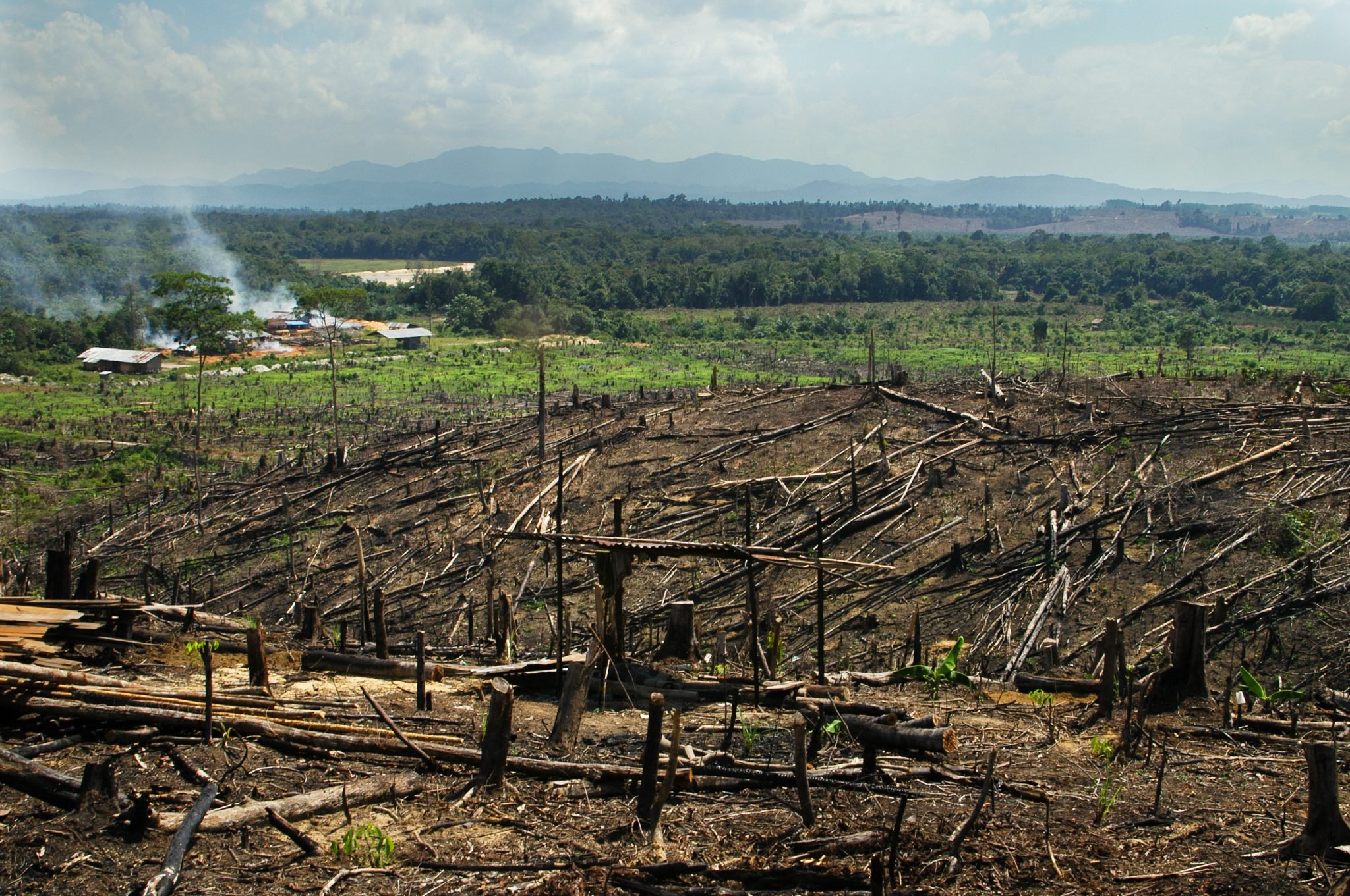 Вырубка леса в Малайзии