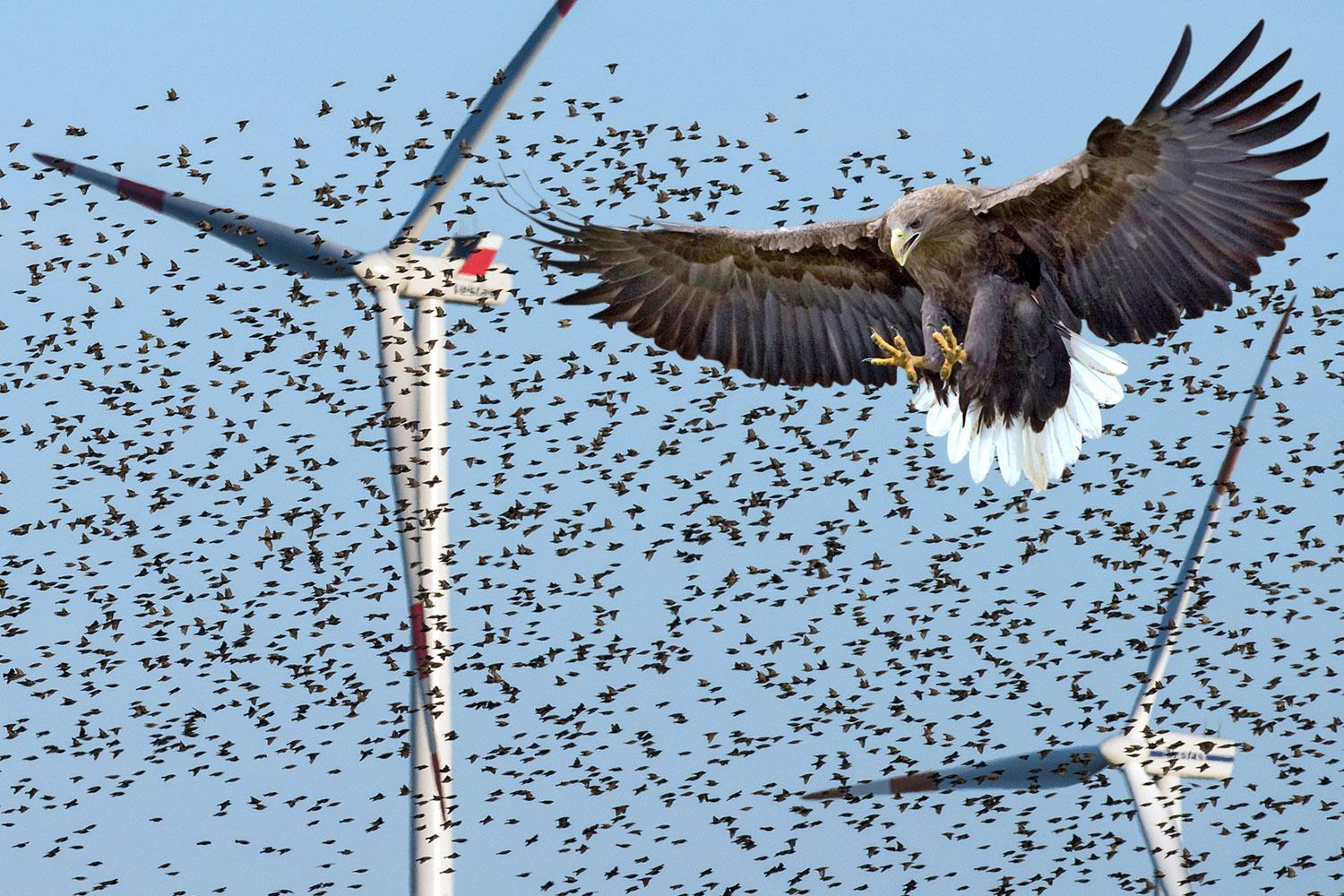 طيور مهاجرة تحلق بالقرب من توربينات الرياح - الصورة من صحيفة ذا تايمز