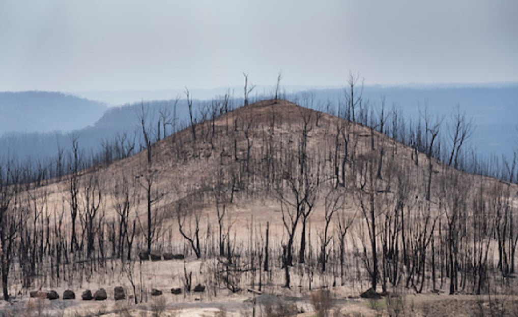 حرائق غابات أحد مشاهد أزمة التغير المناخي في أستراليا