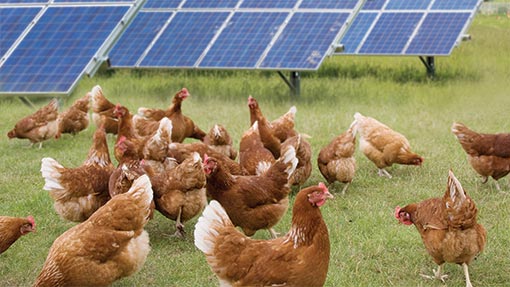 استخدام الطاقة الشمسية في مزرعة دواجن