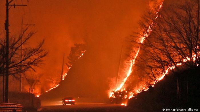 حرائق الغابات تهدد منشآت الطاقة في كوريا الجنوبية