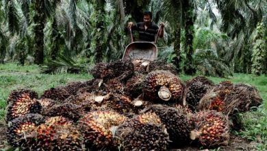 Photo of تطورات حظر صادرات زيت النخيل في إندونيسيا