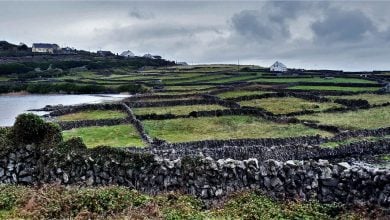 Photo of أيرلندا تواجه تغير المناخ بخفض 25% من انبعاثات القطاع الزراعي (تقرير)