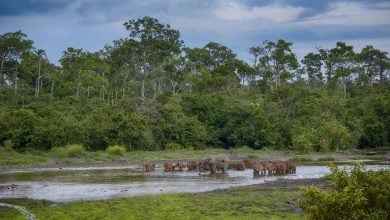 Photo of التنقيب عن النفط والغاز في حوض الكونغو يواجه تحذيرات بيئية