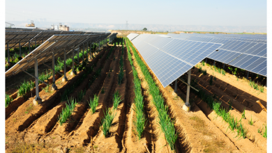 Photo of إيطاليا تدعم الطاقة الشمسية على الأسطح بأكثر من 1.5 مليار دولار
