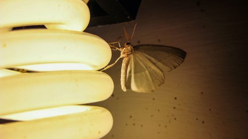 تأثير مصابيح ليد في الحشرات