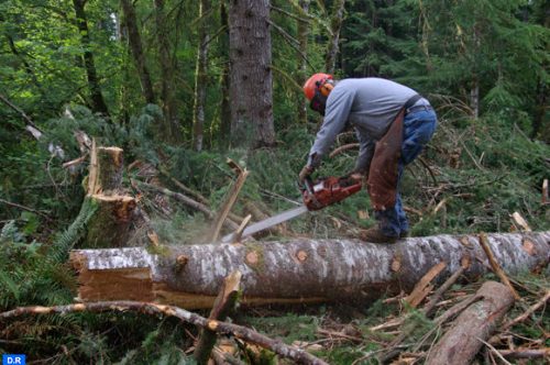 قطع الأشجار لاستخدامها في طاقة الكتلة الحيوية يضاعف أزمة المناخ
