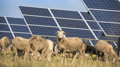 Photo of الطاقة الشمسية في نيوزيلندا تنتظر انتعاشة بـ5 مزارع جديدة