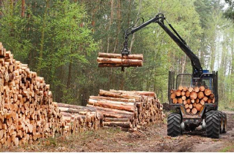 قطع الأشجار لاستخدامها في طاقة الكتلة الحيوية يضاعف أزمة المناخ