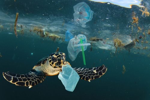 تطوير حلول الاقتصاد الدائري لمواجهة النفايات البلاستيكية في البحر المتوسط
