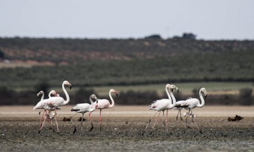 طيور النحام تمشي في بحيرة إسبانية جافة بسبب قلة هطول الأمطار