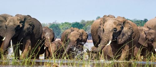 مجموعة من الفيلة في محمية مانا بولز
