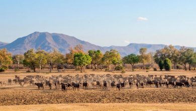 Photo of التنقيب عن النفط في زيمبابوي يواجه مقاومة لحماية الحياة البرية