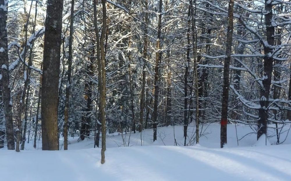 أثر التغيرات المناخية على الأشجار في المناطق القطبية