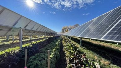 Photo of ابتكار ألواح شمسية تدعم زراعة الخضراوات والفاكهة في الصوبات الزجاجية