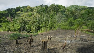 Photo of غابات بابوا الإندونيسية تستغيث.. مشروع كهرباء فاشل يعرض البيئة والبشر للخطر