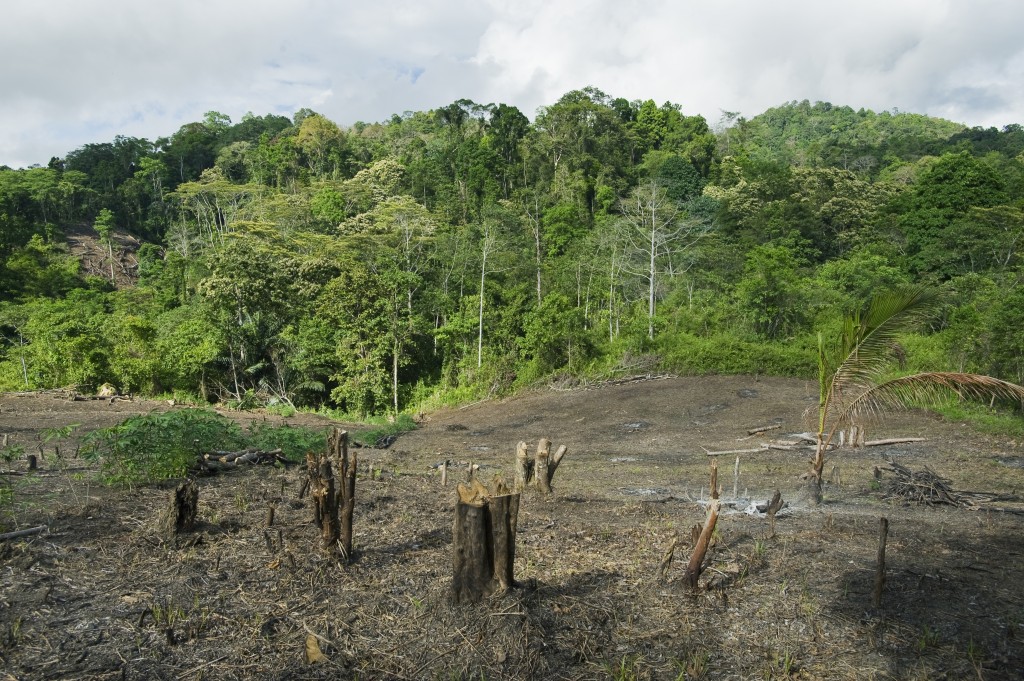 غابات بابوا الإندونيسية تعاني القطع الجائر للأشجار
