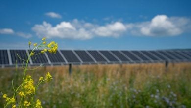 Photo of تطوير مشروعات طاقة شمسية تولّد الكهرباء وترعى النباتات والطيور (تقرير)