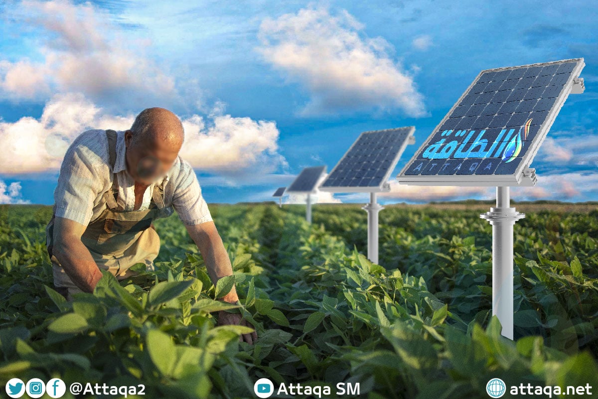الزراعة تحت ألواح الطاقة الشمسية
