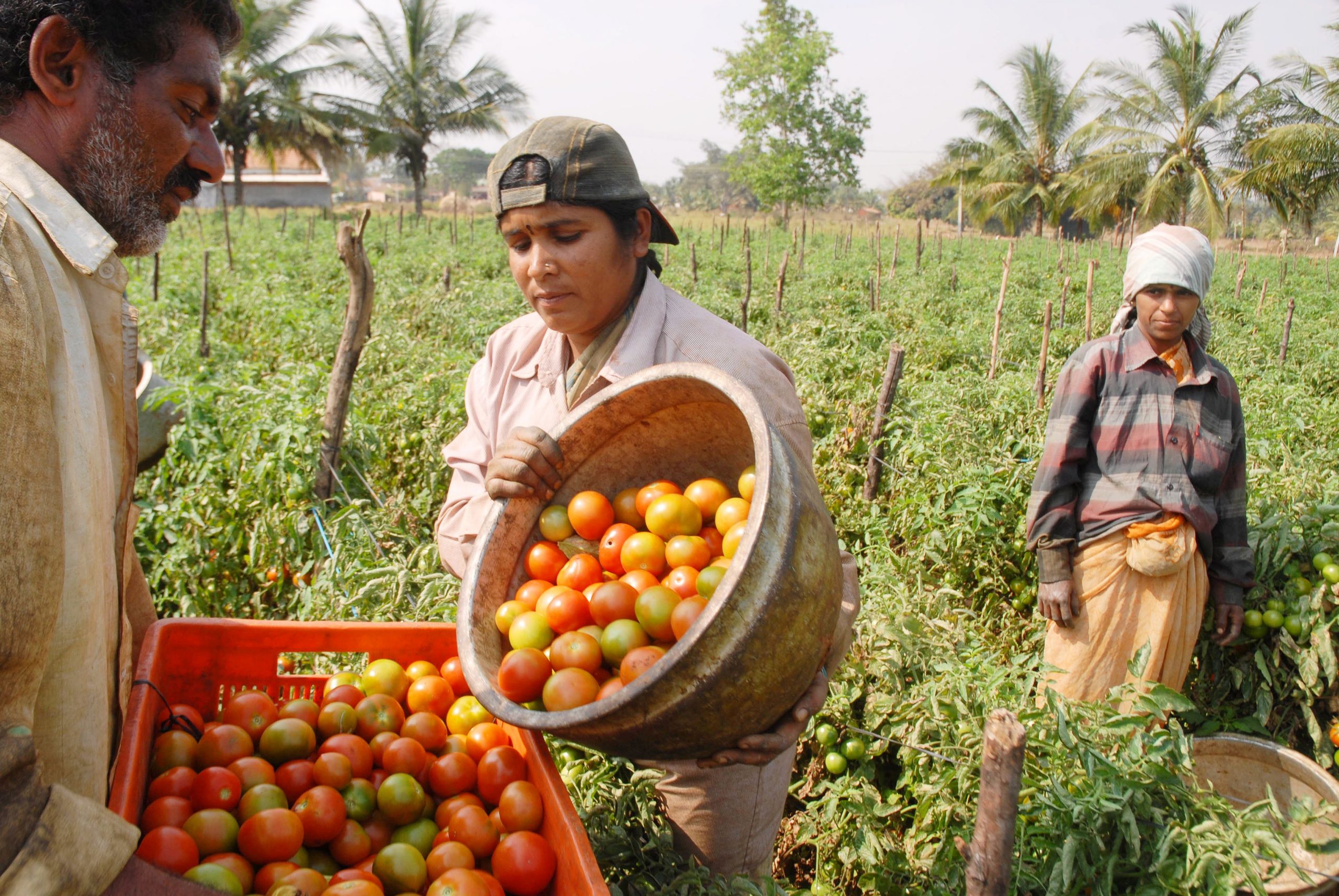 أشخاص يحصدون الطماطم في الهند