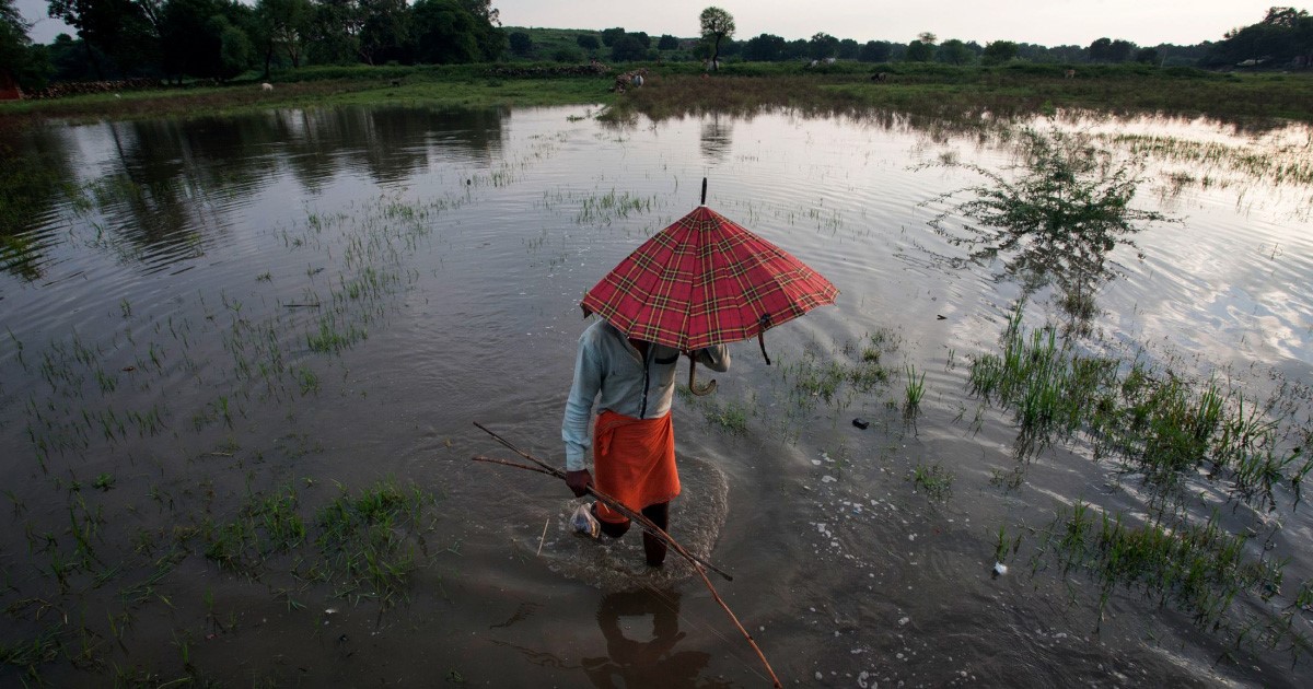 حقل زراعي في الهند غمرته مياه الفيضانات