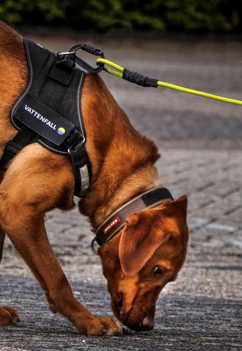 فاتنفول تستعمل الكلاب البوليسية لكشف التسرب في أنظمة التدفئة منخفضة الكربون