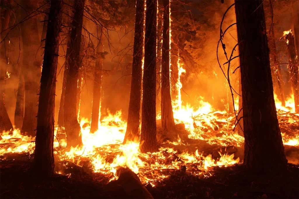 أحد حرائق الغابات الناجمة عن ارتفاع الحرارة