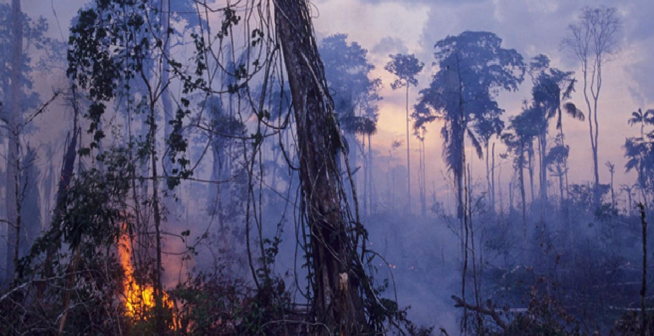حرق الغابات لتوسيع مزارع الماشية في حوض الأمازون