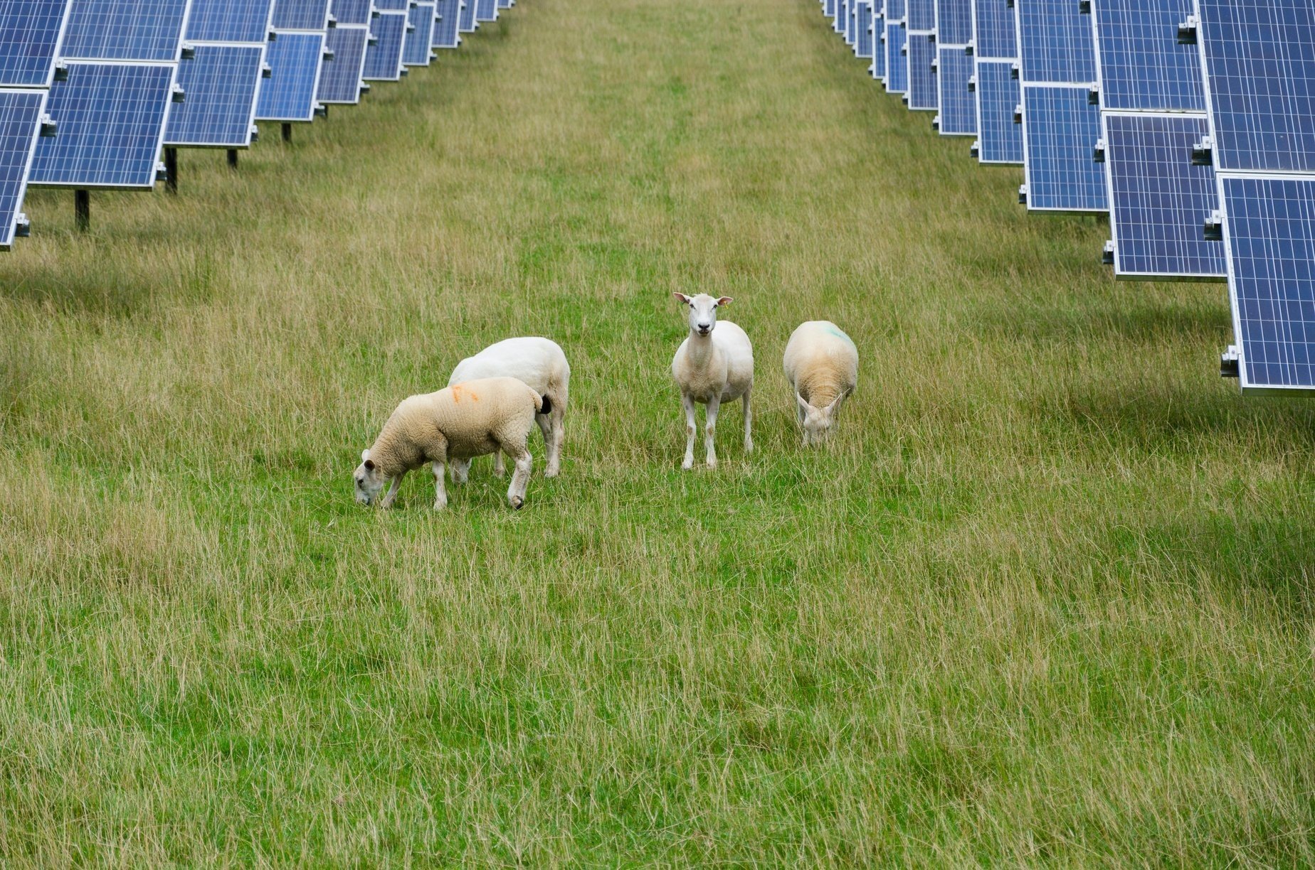 مزرعة بلايند كريك للطاقة الشمسية في أستراليا