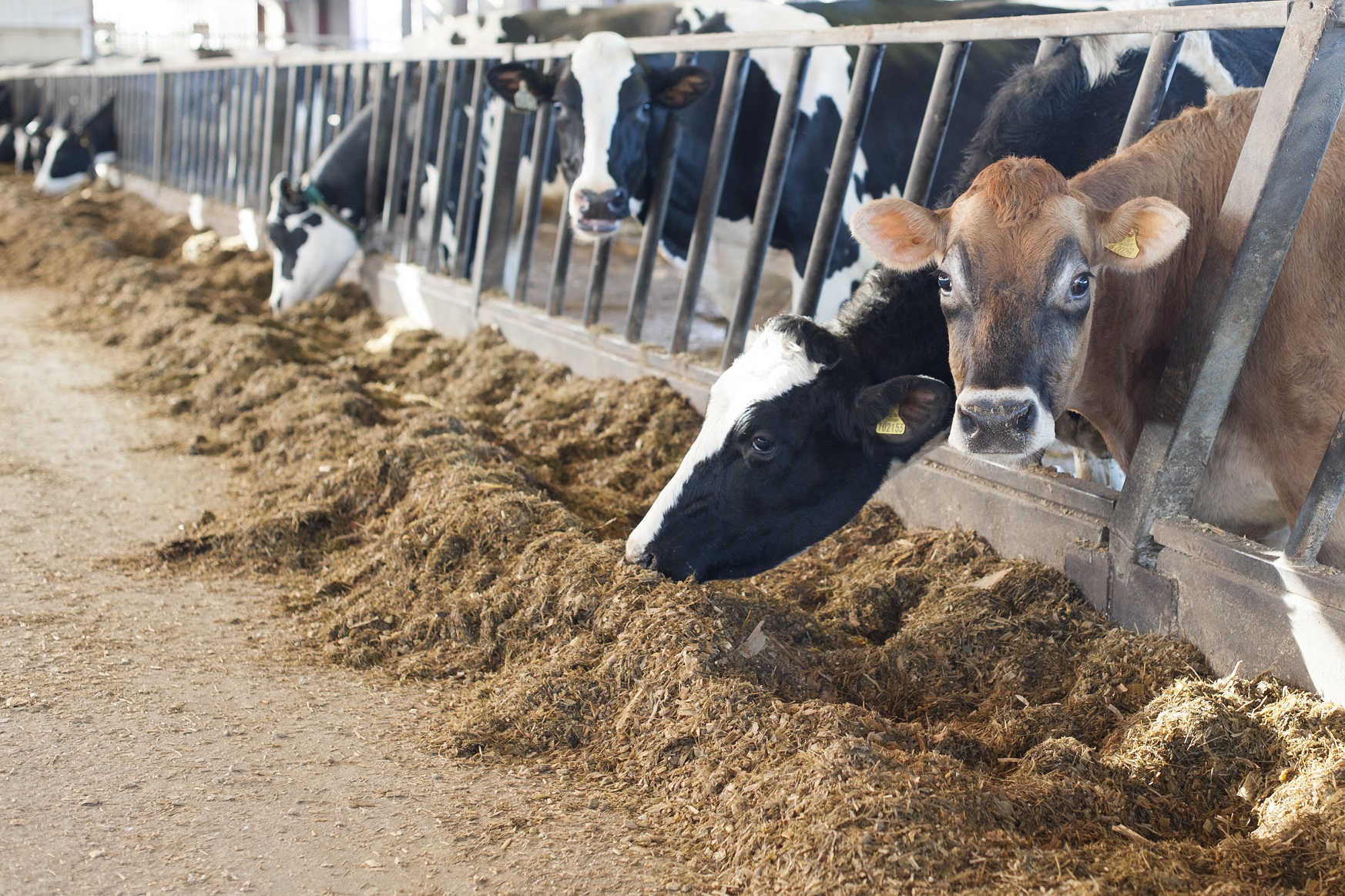 أبقار تنتج كميات أقل من انبعاثات الميثان