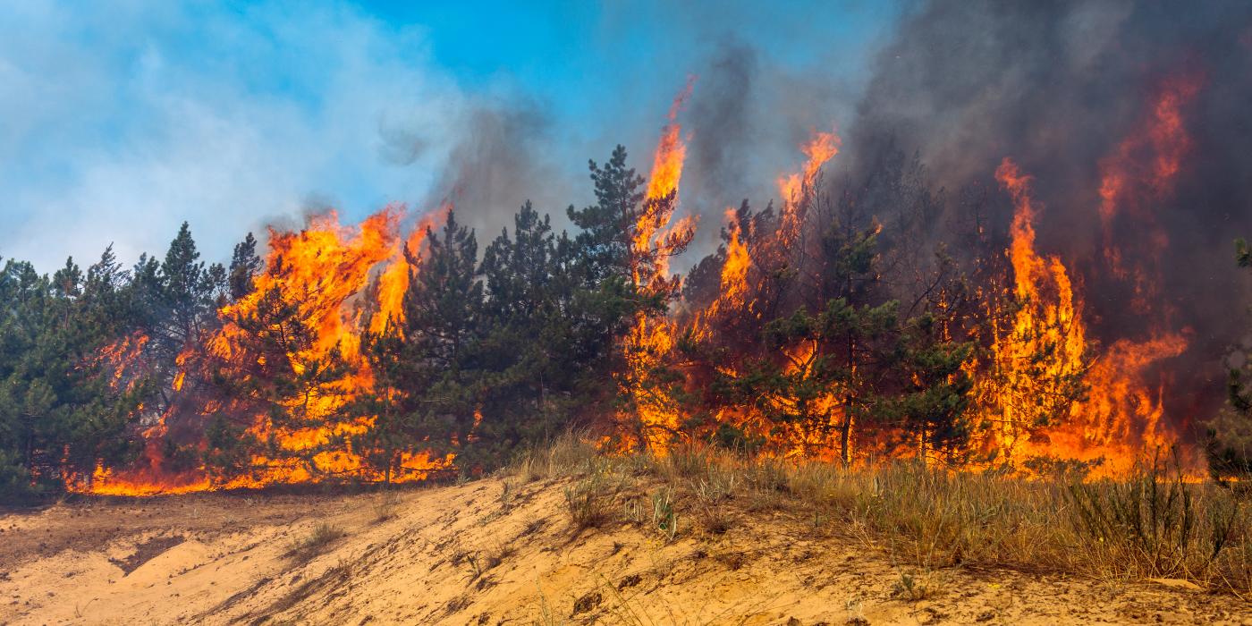 اشتعال النار في الغابات بسبب التغيرات المناخية