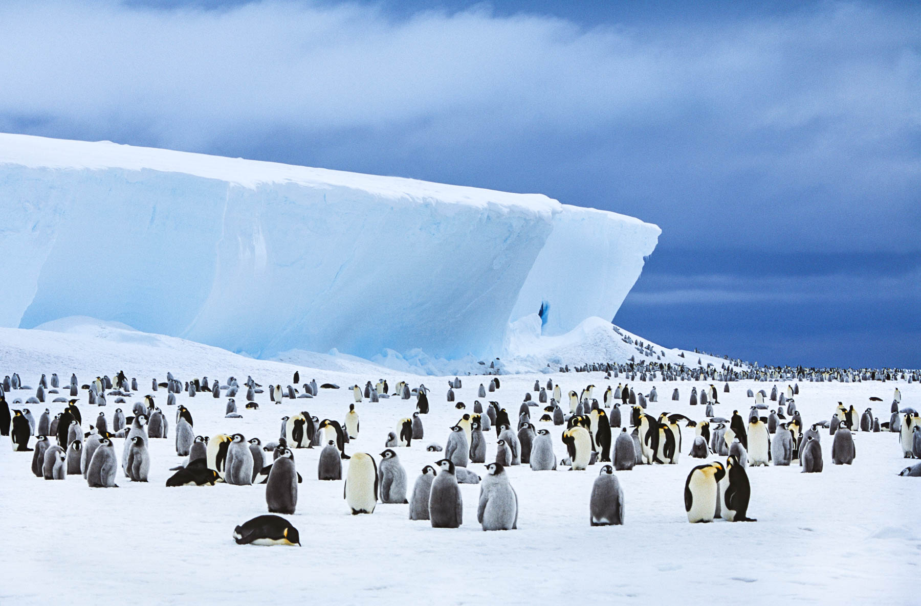 ذوبان الجليد في القارة القطبية الجنوبية يهدد حياة البطاريق