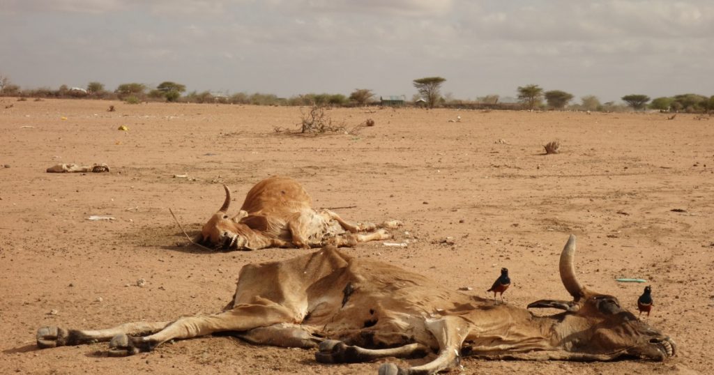 الجفاف يقتل الحيوانات في أفريقيا