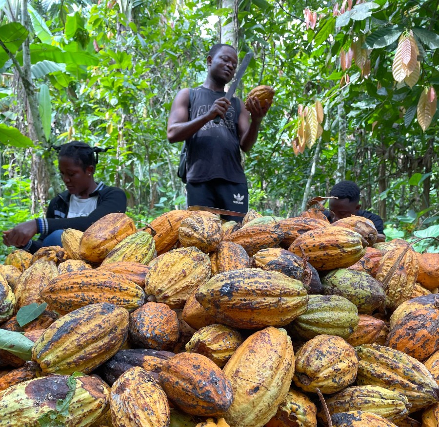 أشخاص يحصدون ثمار الكاكاو في أفريقيا