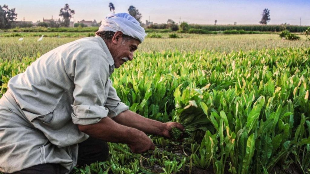 مزارع مصري يحصد محصول خضروات