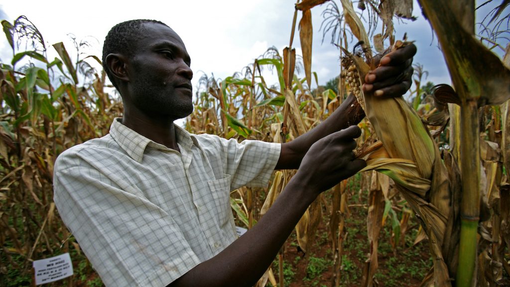 مزارع يحصد الذرة في زامبيا