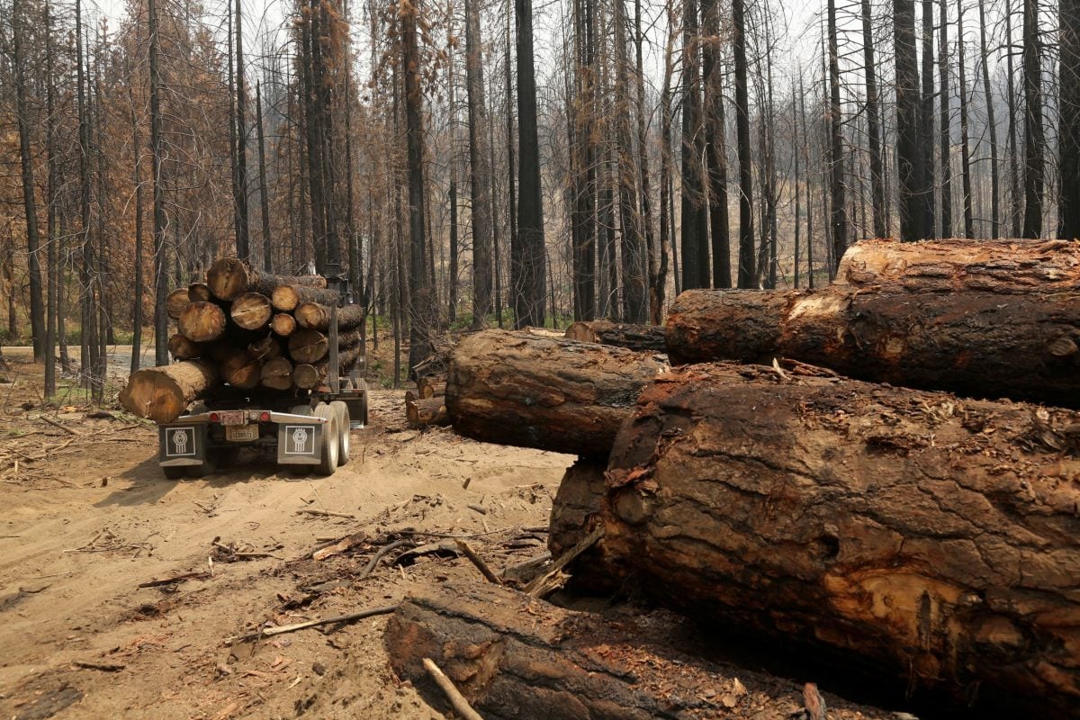 قطع أشجار الغابات في إستونيا