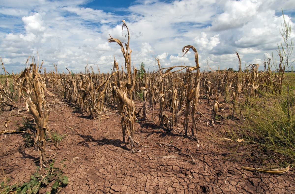 آثار تغير المناخ في الأراضي الزراعية