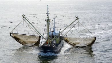 Photo of الصيد بشباك الجر يطلق الانبعاثات الكربونية من قاع البحار (دراسة)