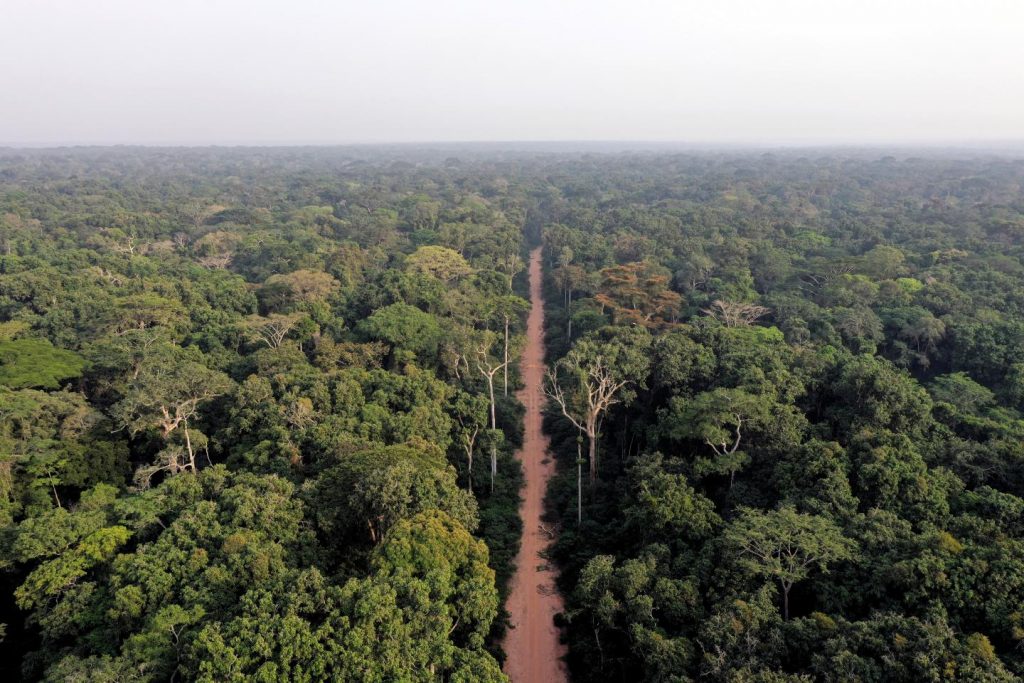 غازات الدفيئة تتقلص بزراعة الغابات