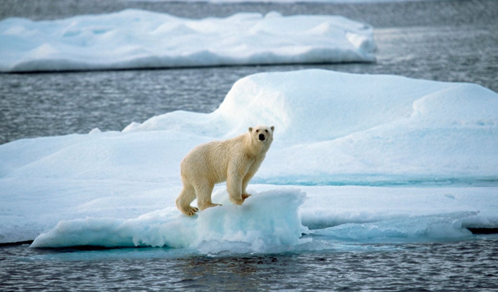 ذوبان الجليد يهدد التنوع البيولوجي