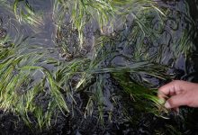Photo of اليابان تواجه التغيرات المناخية بزراعة الأعشاب البحرية