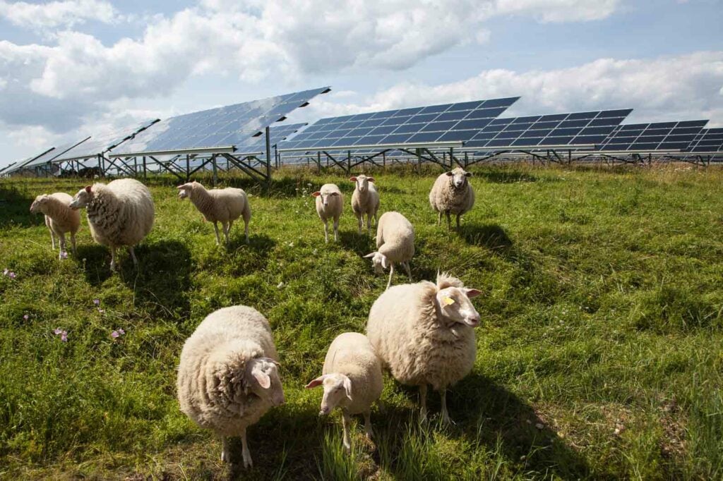 مزرعة شمسية في المملكة المتحدة