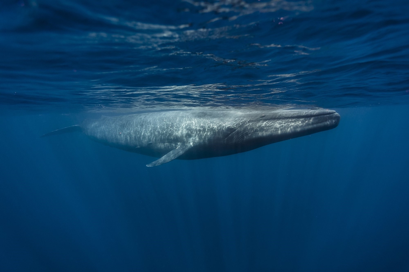 الحوت الأزرق أحد أنواع الكائنات البحرية المهددة بالانقراض