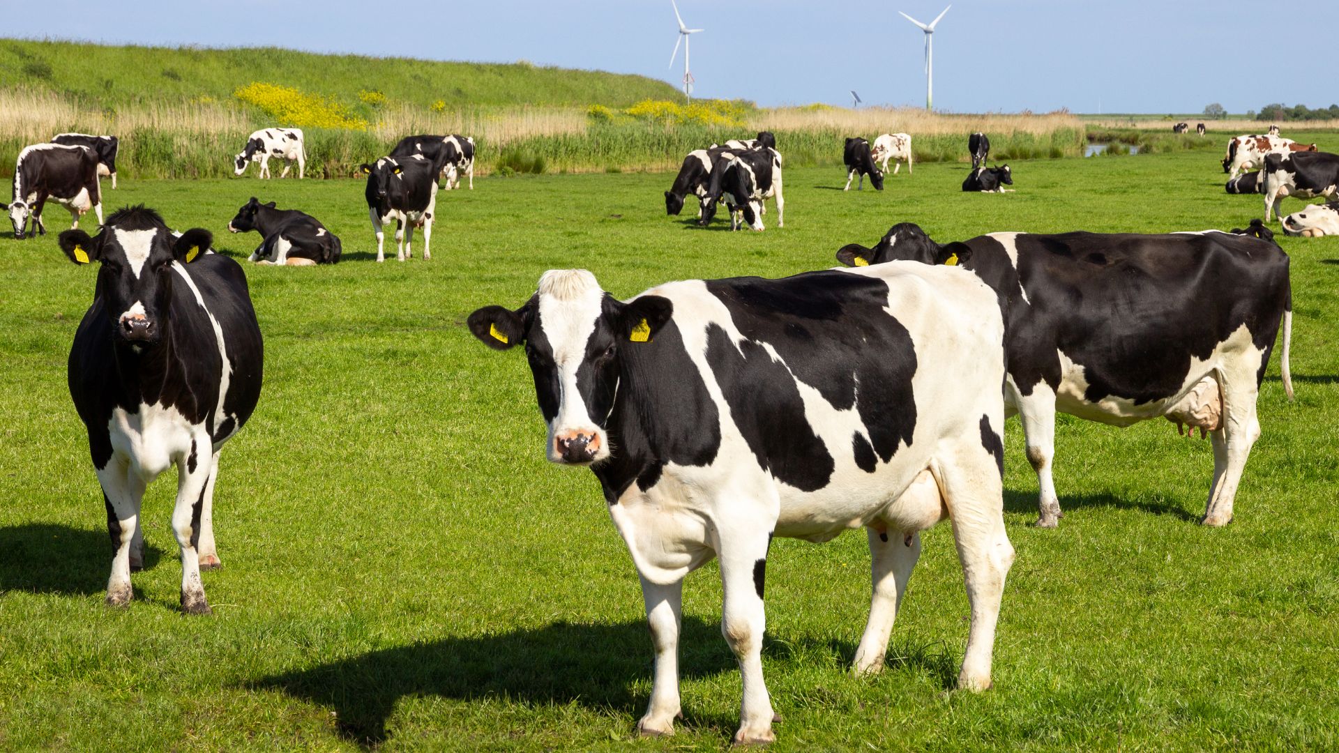 أول ضريبة على انبعاثات الماشية فى العالم