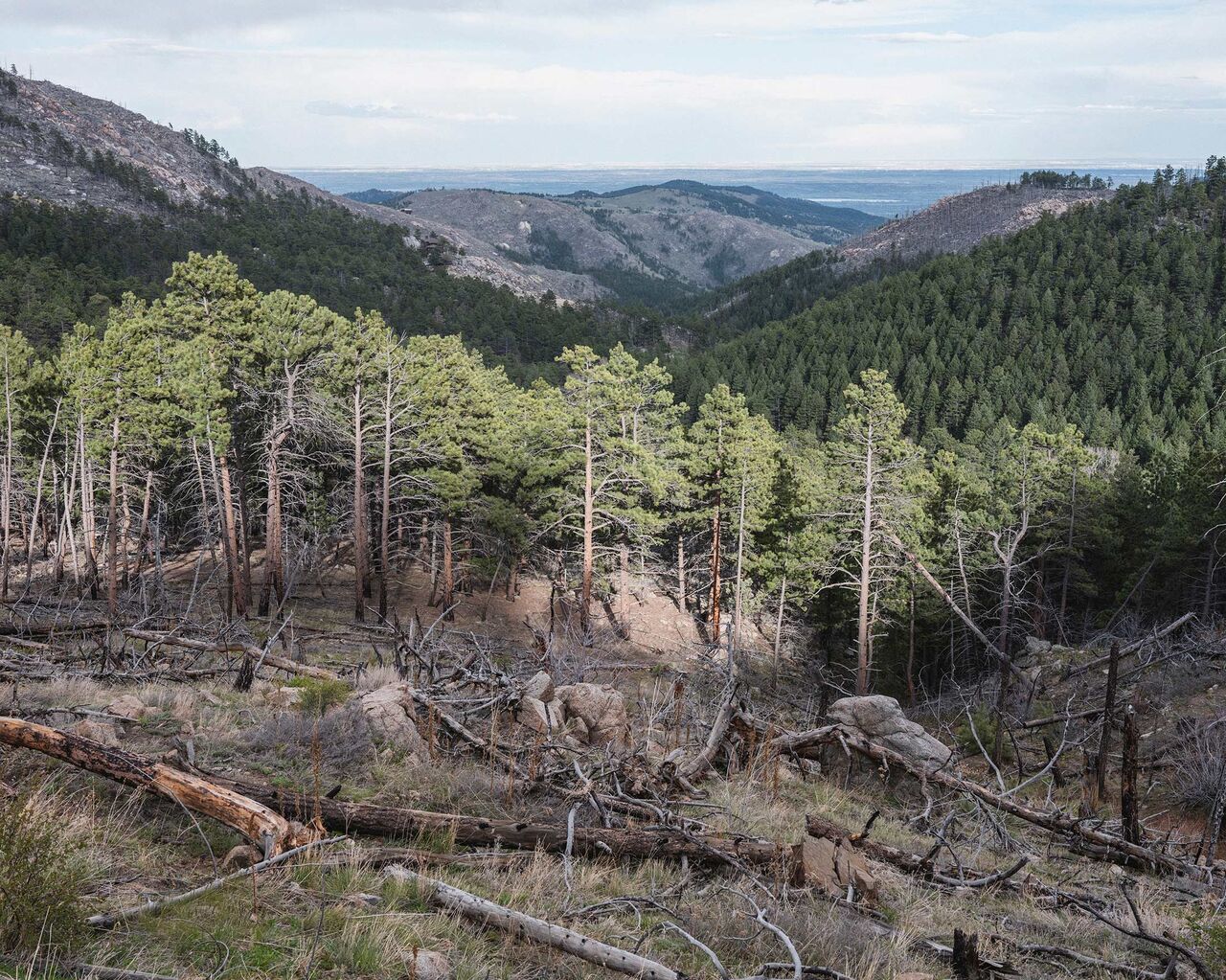 آثار حرائق الغابات بمقاطعة بولدر الأميركية 