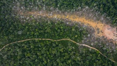 Photo of الغابات تواصل مهمة التخفيف من تغير المناخ.. رغم الحرائق (تقرير)