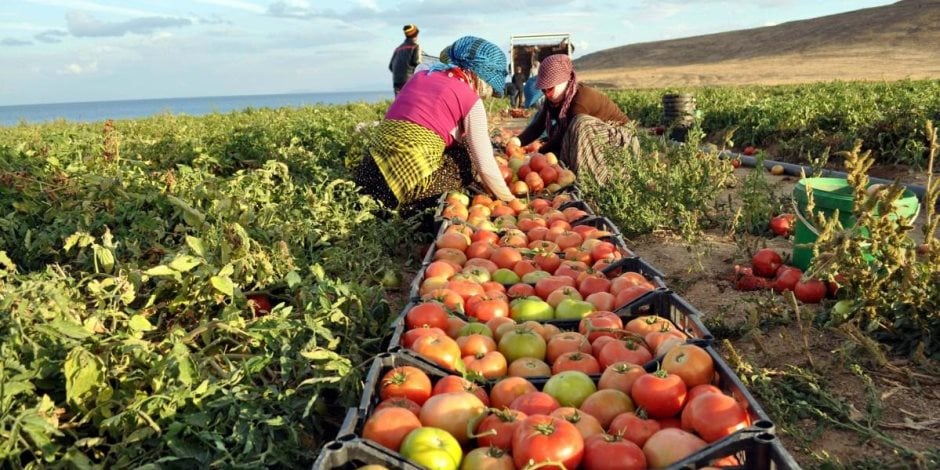 الزراعة في الجزائر