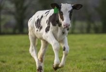 Photo of تغير المناخ يهدد كوكب الأرض.. هل تنقذه بقرة؟